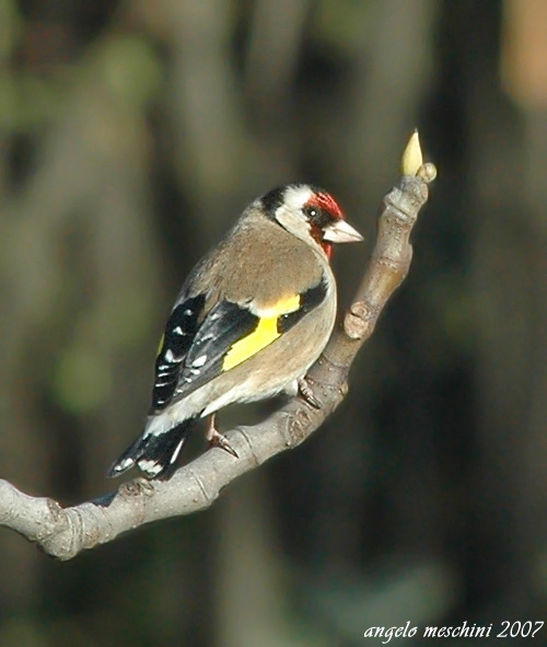 Cardellino, Carduelis carduelis